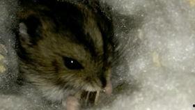 梦见自己吃瓜仔,揭秘梦中吃瓜仔的神秘寓意