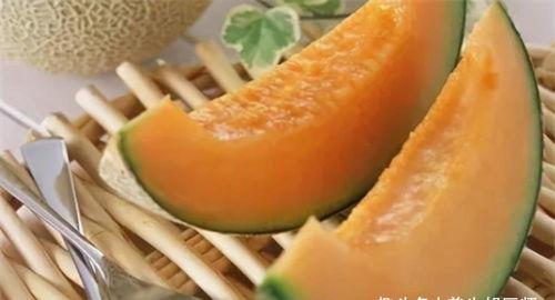 英短吃哈密瓜,美味与健康的完美结合