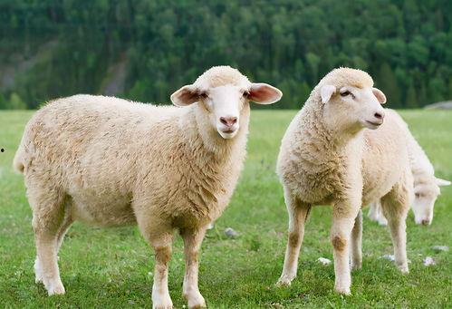 羊咩咩吃瓜,羊咩咩的瓜田奇遇记