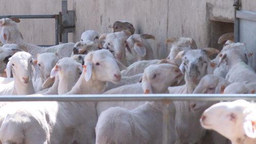 羊咩咩吃瓜,羊咩咩的瓜田奇遇记