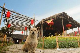 羊咩咩吃瓜,羊咩咩的瓜田奇遇记