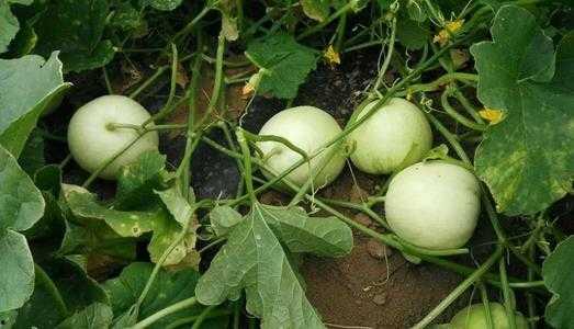 农家乐吃瓜,瓜果飘香，共享田园乐趣