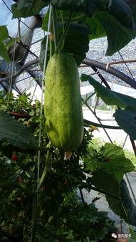 农家乐吃瓜,瓜果飘香，共享田园乐趣