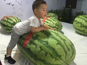 义乌吃瓜事件,一场网络热议背后的真相与反思