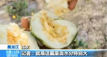 江苏无锡吃瓜,畅享清凉，品味江南风味