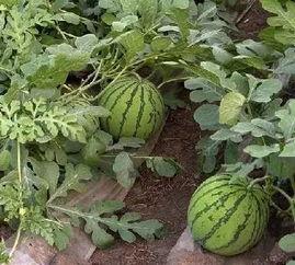 江苏无锡吃瓜,畅享清凉，品味江南风味