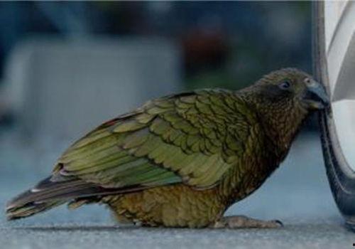 鹦鹉吃哈密瓜不吃,偏爱哈密瓜的奥秘