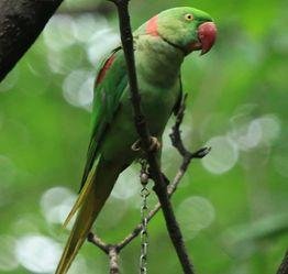 鹦鹉吃哈密瓜不吃,偏爱哈密瓜的奥秘