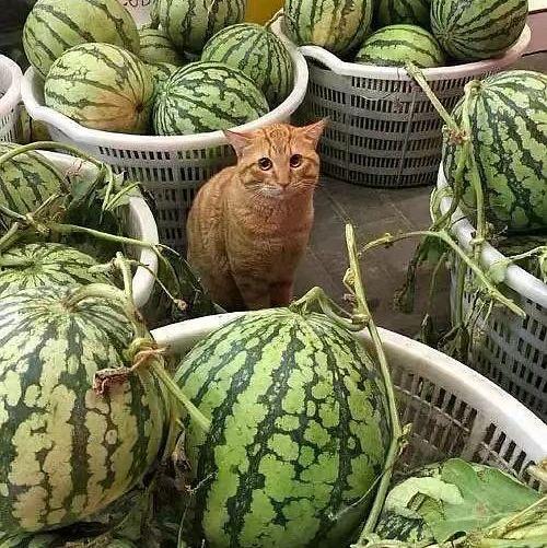 梦见上街买瓜尖子吃,揭秘上街买瓜尖子吃的神秘寓意