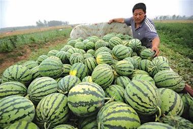 梦见上街买瓜尖子吃,揭秘上街买瓜尖子吃的神秘寓意