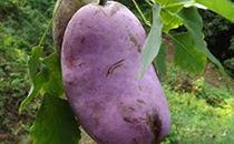 八月瓜孕妇可以吃吗,营养与安全解析