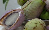 八月瓜孕妇可以吃吗,营养与安全解析