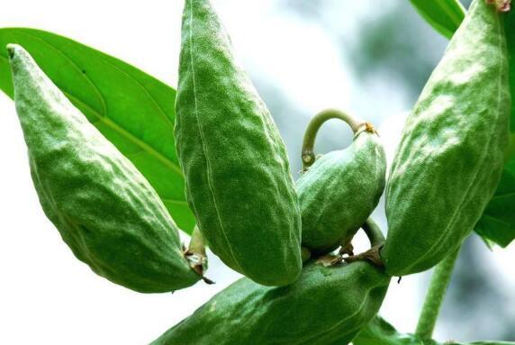 哺乳期吃牛角瓜