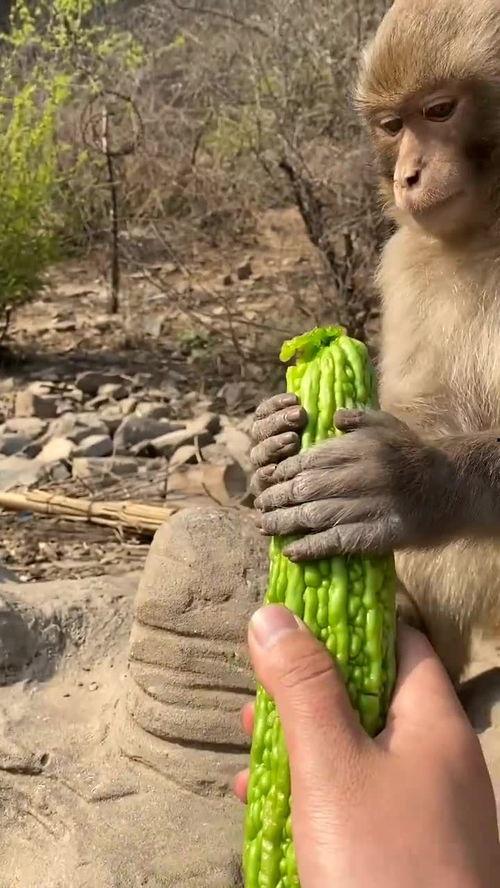 猴子吃瓜表演,一场欢乐的动物表演盛宴