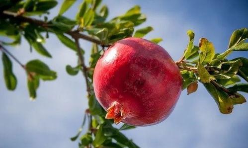 吃瓜石榴熟,探寻成熟之美