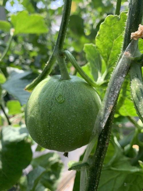 柚子娱乐吃瓜,揭秘娱乐圈最新吃瓜事件，带你领略明星幕后故事