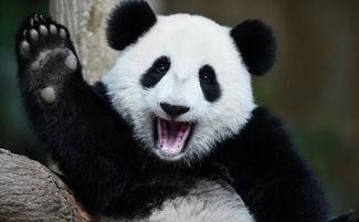 吃瓜熊猫被打,一场意外的冲突引发的网络热议