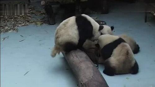吃瓜熊猫被打,一场意外的冲突引发的网络热议