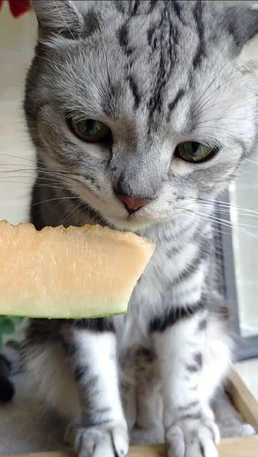 猫咪可以吃哪些瓜,这些瓜类，猫咪可以放心享用