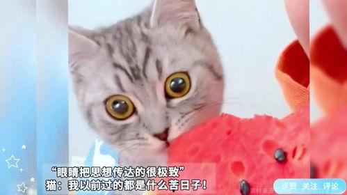 猫咪可以吃哪些瓜,这些瓜类，猫咪可以放心享用