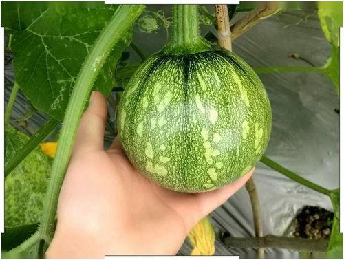 小晶瓜怎么吃,解锁美味新体验