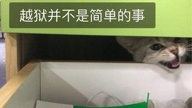 大力叔叔吃瓜,一场味蕾与历史的碰撞