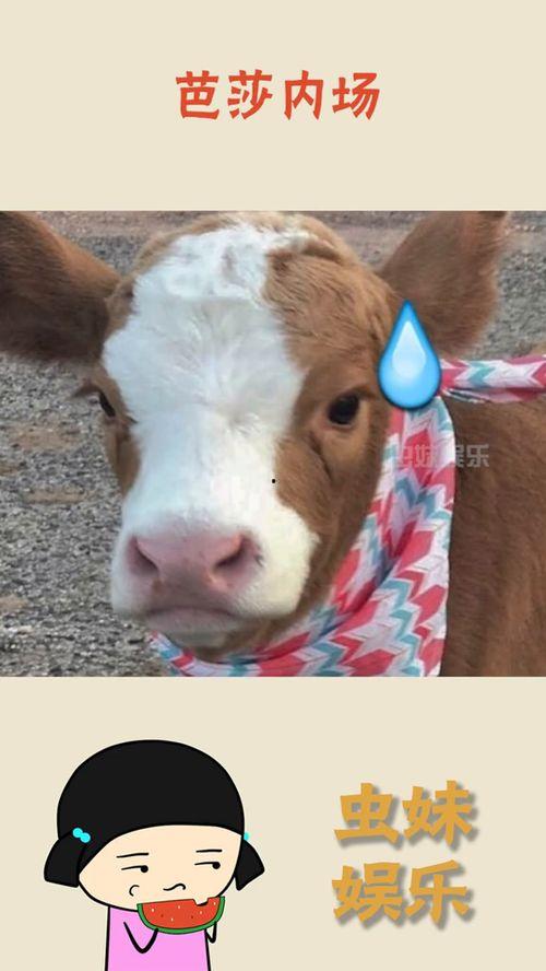 吃瓜抖机灵,抖机灵，解锁夏日吃瓜新姿势