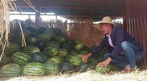 流泪红脸吃瓜群众,瓜田众生相