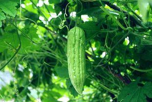 瓜萎根怎么吃,瓜萎根的多样食用方法与营养益处