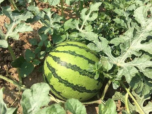 吃瓜特别恶心,揭秘背后的惊人内幕