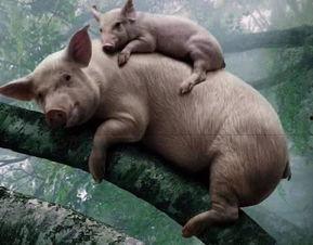 老母猪吃瓜视频,趣味横生的田园生活瞬间