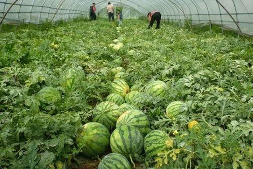 大爷吃瓜不熟,揭秘夏日消暑趣事