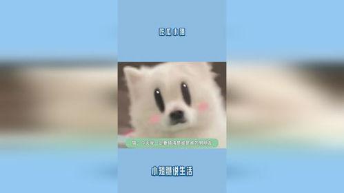 小猫吃瓜小丑