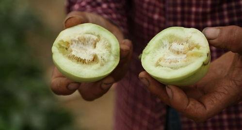 孟州直播吃瓜,一场全民参与的美食盛宴