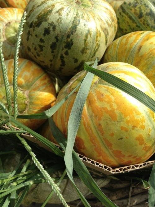 老孙吃瓜,揭秘娱乐圈那些不为人知的幕后故事