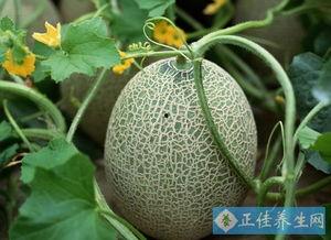 减肥吃哈密瓜合适吗,美味与健康的完美结合