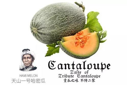 吃瓜今日推荐,热门美食大盘点