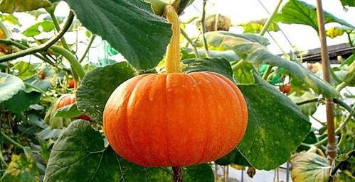 随处吃瓜,揭秘网络舆论背后的真相