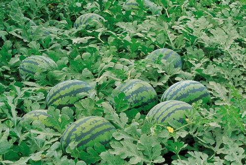 上树吃瓜图文图片大全,图文并茂赏田园风光