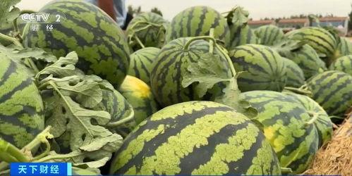 上树吃瓜图文图片大全,图文并茂赏田园风光