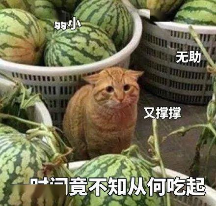 吃瓜不白吃,网络热词背后的趣味与思考