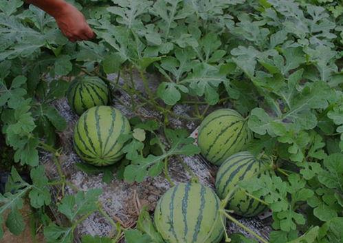 河南内黄吃瓜视频,一场夏日乡村生活的趣味演绎