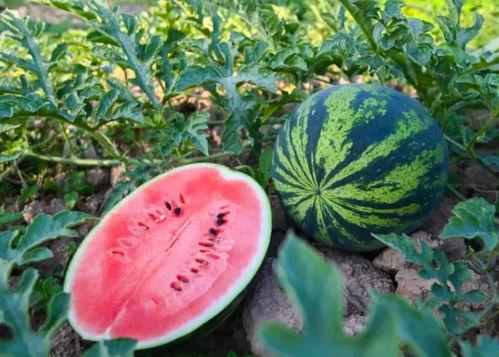 河南内黄吃瓜视频,一场夏日乡村生活的趣味演绎