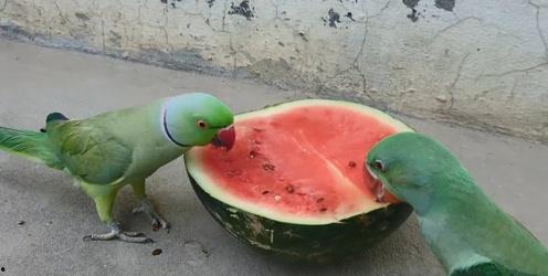 吃胜瓜会拉肚子,揭秘瓜类食物的消化影响