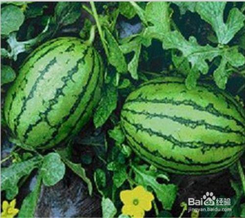 西瓜的瓜怎么吃,探索西瓜的多种美味吃法