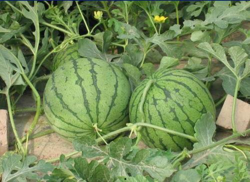 西瓜的瓜怎么吃,探索西瓜的多种美味吃法