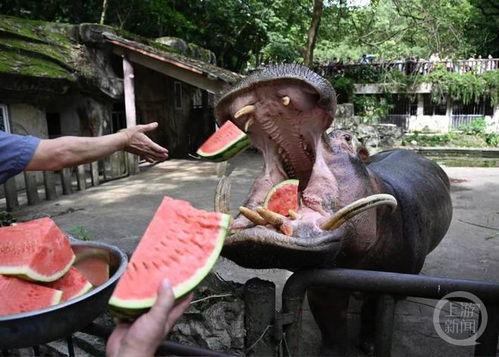 重庆美杜莎吃瓜事件,一场网络恶搞引发的全民狂欢