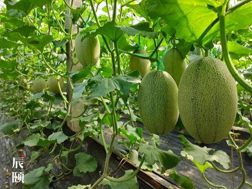 小辰吃瓜,揭秘娱乐圈那些不为人知的幕后故事