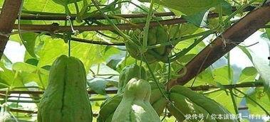 吃佛手瓜寓意,吉祥如意，健康长寿的餐桌佳肴