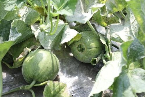 吃夏天的瓜,尽享清凉美味